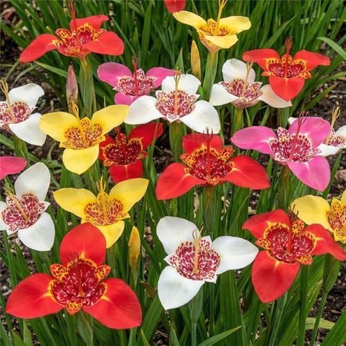Bulbi Fiori Perenni da Esterno - 50 Bulbi Tigridia Montbretia Collection - Piante e fiori esclusivi dall'Olanda - Perenni - per giardino, vasi e balcone (grandi, non semi, non artificiali)