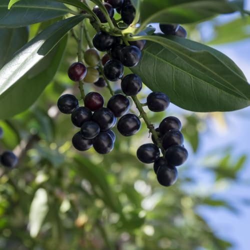 Prunus laurocerasus 'Novita' – Hardy Evergreen Cherry Laurel for Hedges & Screening, Dark Green Leaves, White Flowers & Berries – 1X 3 Litre Pot by Thompson and Morgan