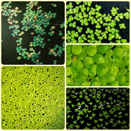 semi di lenticchia d'acqua, acquario di acquatiche galleggianti, Lemna minor, per acquatiche regali insoliti, decorazione del balcone 500pcs