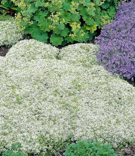 BALDUR Garten 9x Winterharter Weißer Polsterthymian, Pflanzen 9x9 cm-Topf | Thymus praecox albiflorus, Polsterthymian, Thymian Pflanze, blühende & winterharte Staude, mehrjährig