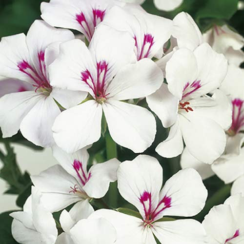 Ivy Leaf Geranium Trailing Gerainbow™ 'White' Plug Plants Pack x6