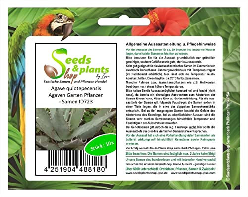 Stk - 10x Agave quiotepecensis Agaven Garten Pflanzen - Samen ID723 - Seeds & Plants Shop by Ipsa