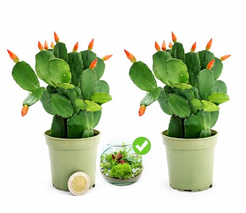 POWERS TO FLOWERS - RHIPSALIS ARANCIONE MICRO IDEALE PER TERRARIUM, 2 PIANTE, NATALINA, PASQUALINA, VASO 5,5 CM, pianta vera