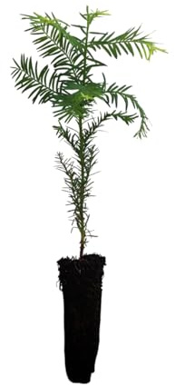 Planta natural Sequoia Sempervirens. Conífera Gigante. En cepellón y Altura 25 – 30 cm. Segura Garden