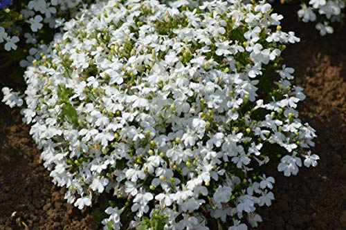 PREMIER SEEDS DIRECT - PANSY - SWISS GIANT - WHITE LADY (PURE WHITE) - 6500 FINEST SEEDS - BULK
