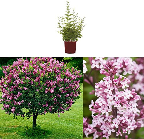 Syringa Palibin - Dwarf Korean Scented Lilac Bush in 9cm Pot - Flowering Ornamental Tree (1 Plant)