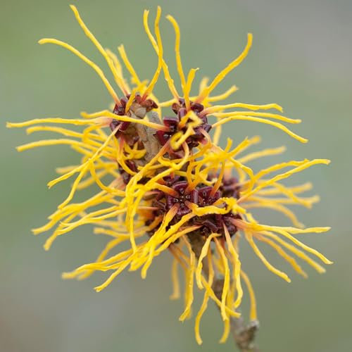 Hamamelis Westerstede Witch Hazel Shrub - Large Plants Outdoor Garden Ready - Hardy Shrubs - Plants Outdoor Garden Ready for All Year Round - Witch Hazel Plant (9cm Pot, 15-25cm)