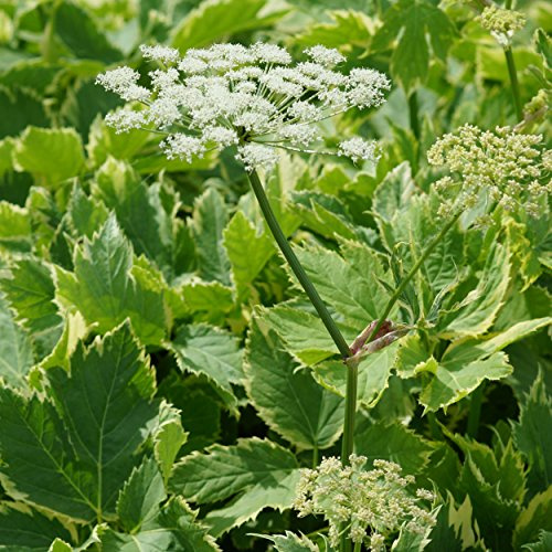 Blumixx Stauden Peucedanum ostruthium 'Daphnis' – Gelbbunter Meisterwurz, weiß blühend, winterhart & mehrjährig, Bienenfreundlich, ideal für Beet & Naturgarten