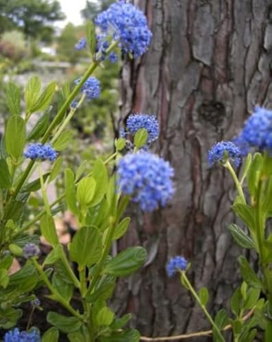 Säckelblume Victoria - Ceanothus impressus Victoria - immergrün (30-40)