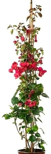 Buganvilla Piramidal Planta Natural - Bougainvillea planta viva - Planta Natural Decorativa trepadora (Piramidal Roja)