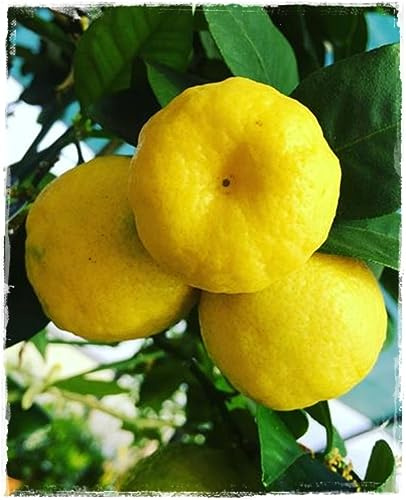 SÜSSE ZITRONCIN oder PURSHA Citrus Limetta - im Topf: Ø 22 cm - H. 80/90 cm