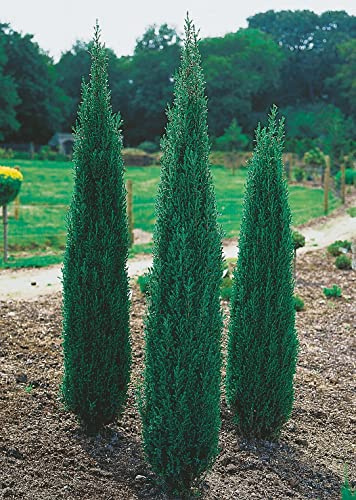 GARTEN SCHLÜTER® Säulen-Wacholder Sentinel -Juniperus communis Sentinel | Wacholder-Strauch pflegeleicht Säulenform winterhart Pflanze