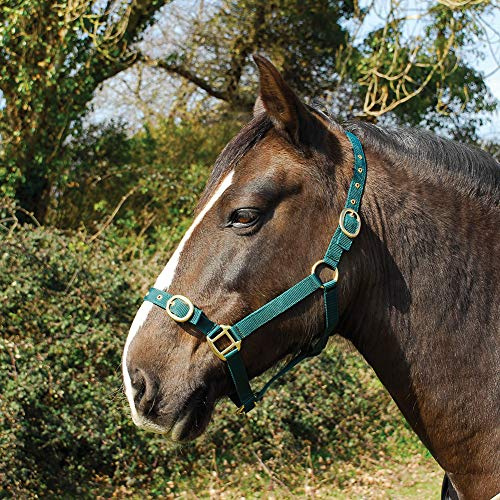 Rhinegold 0 Nylonhalfter – Grün, Volle Größe
