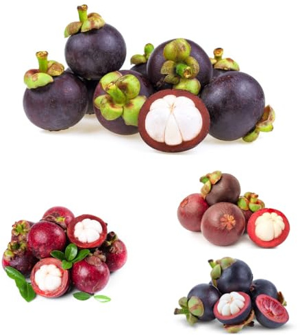 semi di mangostano, colonnare nani esotiche semi di mangostano, piantare rari vecchie varietà giardino giardino 20pcs