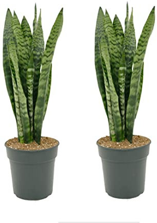 2 x Sansevieria trifasciata Zeylanica Snake Plants - Mother in Laws Tongue houseplant - Indoor Easy Care Plant in 9cm Pot