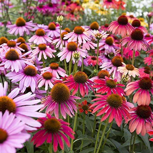 ECHINACEA gemischt Samen - Echinacea