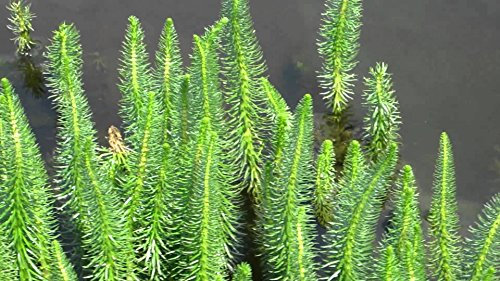 Lincolnshire Pond Plants Ltd Hippuris vulgaris (Mare’s Tail) Oxygenator- bareroot -7 cm - Fish or Wildlife Pond and bog Aquatic Plants