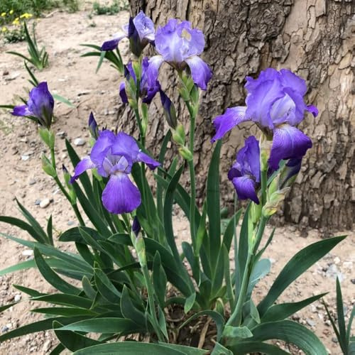 Bulbos de iris, iris, de balcón bulbosas raras resistentes pleno sol interior exóticas balcón invernadero invernadero interior decoraciones jardín 2pcs