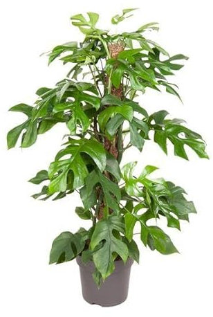 Fensterblatt Monstera Minima – Ø19cm – 80cm – Pflegeleichte Zimmerpflanze mit dekorativen Blättern – Tropische Grünpflanze für Wohnzimmer, Büro & Wintergarten