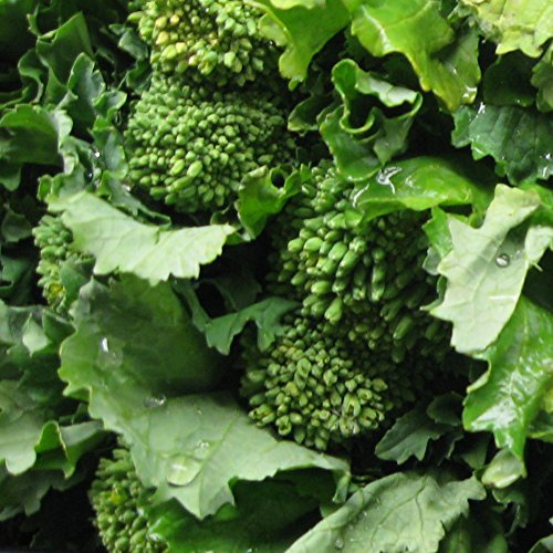 Broccoli Raab Heirloom Great Vegetable Seeds by Seed Kingdom Bulk 1,000 Seeds