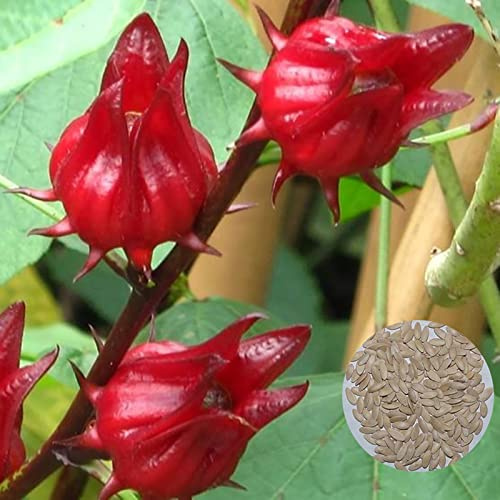 200 pz GRANDE BAG DI SEMI DI ROSELLE SEMI HOME COLLEGIO GUIDOLOGIO NON-GMO Semillas de malva roja africana al aire libre Semi di roselle 1 tamaño