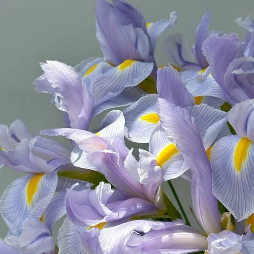 Semillas de iris - semillas de jardín Iris tectorum - exóticas resistentes para balcones variedades antiguas de otoño 180pcs