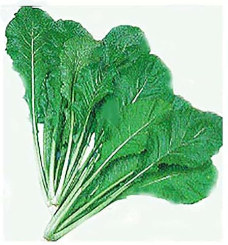 Turnip Green Seeds - Nozawana