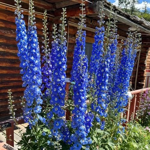 ritterspornsamen - bio bodendecker, stauden winterhart mehrjährig, garten 550pcs