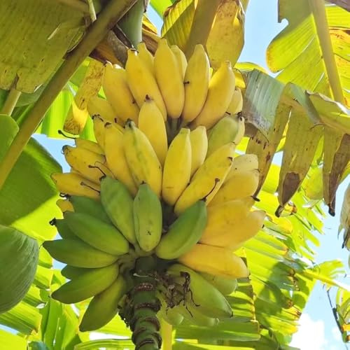 semillas de plátano de plátano, raras, interior resistentes del plátano, decoración 50pcs