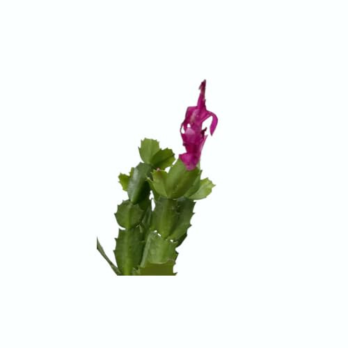 Planta Llamativa y Única Cactus Navidad Variedad Schlumbergera