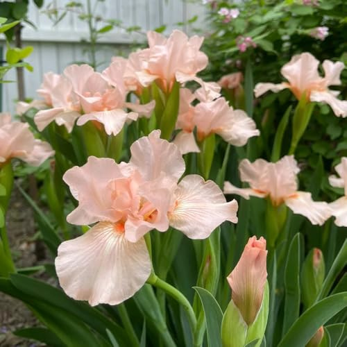 bulbi di iris - sostenibili rialzata giardino per interno 13pcs