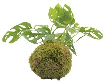 DECOALIVE Kokedama Monstera Adansonii Planta Envuelta en Musgo