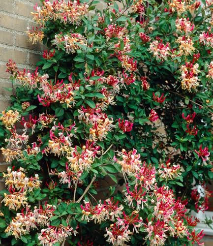 BALDUR Garten Duft Geißblatt 'Henry', Lonicera immergrün,1 Pflanze, immergrüne Kletterpflanze, klettert ca. 3 6 Meter hoch, pflegeleicht, winterhart, mehrjährig, ideal für Fassaden, Zäune & Kübel