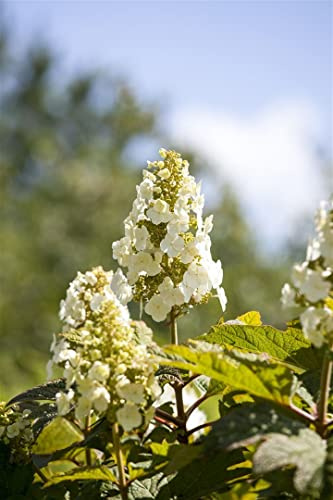 Hydrangea quercifolia 'Applause' 40-60 cm – Winterhart, Mehrjährig, Pflegeleicht – Eichenblatthortensie – Blütenstrauch für Garten & Beet