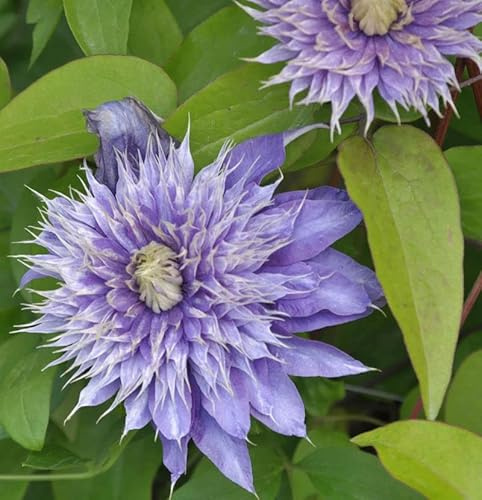 Waldrebe Kokonoe® 60-80cm - Clematis viticella - lebende Gartenpflanze aus den Baumschulen