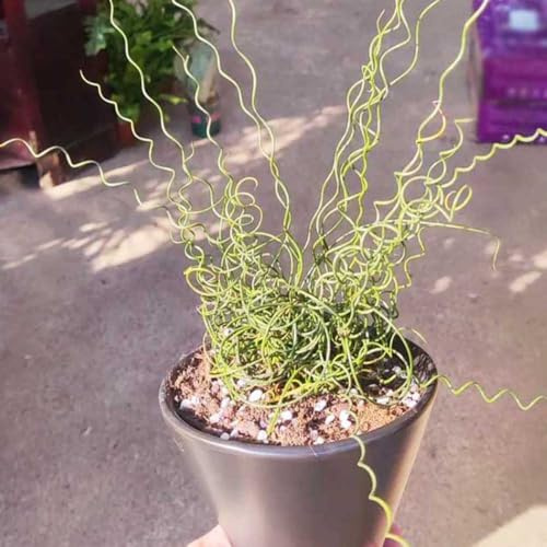 albuca spiralis decorazione eccellente facile coltivare 280semi