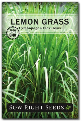 Sow Right Seeds - Lemon Grass Seeds for Planting - Non-GMO Heirloom - East Indian - Mosquito Repellent - Ideal for Outdoors - Easy to Grow Lemongrass - Garden Herb for Culinary and Fragrant Use (1)