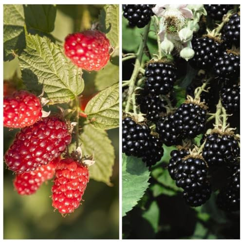 Berry Collection - BlackBerry 'Loch Ness' & Tayberry 'Buckingham' - Easy-to-Grow Hardy Berries for UK Gardens – 2X 9cm Potted Plants by Thompson & Morgan