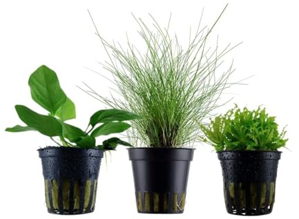 AquaOne Aquarium Pflanzen 3X Wasserpflanzen Set mit 5 Vordergrundpflanzen | Vordergrund Aquarienpflanzen, Anubias Nana Eleocharis parvula Pogostemon helferi
