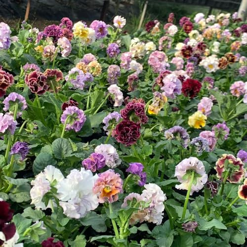 semi resistenti di viola corno, perenni resistenti Viola cornuta, regali per giardinieri decorazione da giardino per esterni di luoghi soleggiati 35pcs