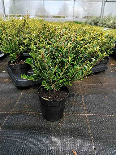 Ilex crenata 'Glorie Gem' 20-25 cm – Stechpalme Heckenpflanzen als Buchsbaum-Ersatz – Robuste, immergrüne Hecke für Garten und Terrasse