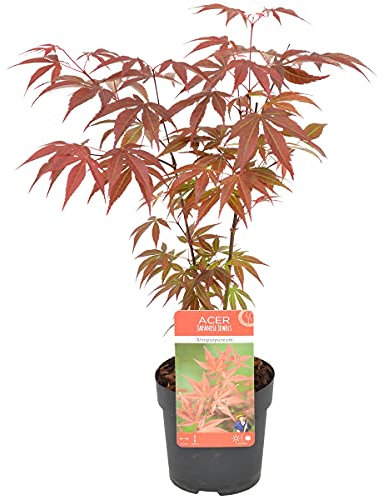 Acero del Giappone | Acer Palm. Atropurpureum per unità – Pianta da esterno in vaso di coltura Ø 10,5 cm – 30 – 35 cm