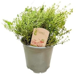 Tomillo - Thymus Vulgaris - Natural Planta con Flores Púrpura