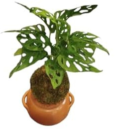 Monstera Adansonii (Costilla de Adán Mini) en Kokedama – Planta Natural para Hogar y Oficina – DECOALIVE