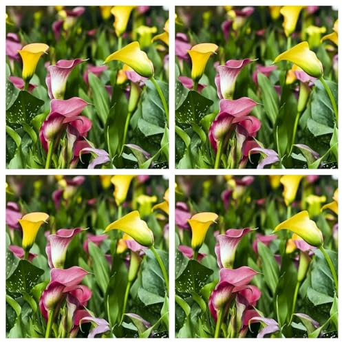 Bulbi di Calla Decorativi in ​​Vaso per Balcone, Coloratissimi Gigli di Calla-8bulbi-E