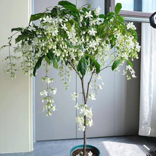 semillas jazmín - las trepadoras son resistentes del jardin colgantes, perennes resistentes, semillas de perennes para 200pcs