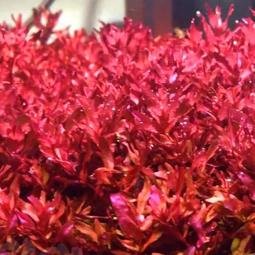semi di acquatiche, mini da d'acquario, stagno, d'acquario, esotiche acquatiche per acquari decorazione 100pcs