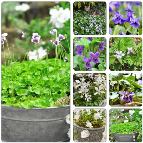 violetas fragantes - Viola odorata - semillas de perennes resistentes para pleno sol de jardín balcón con parterre semillas para bonsái 500pcs