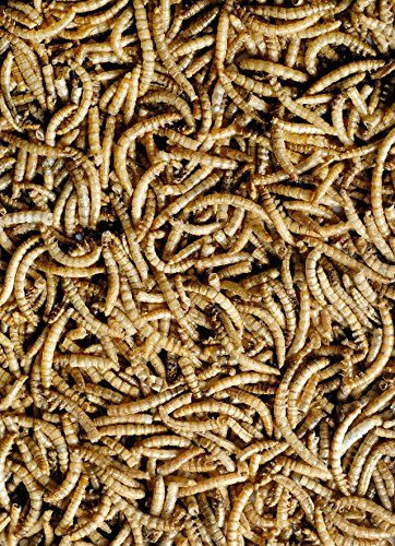 GEVO-Mehlwürmer, getrocknet 5 kg