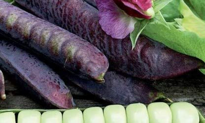Seeds of Vegetable Pea Seeds Blauwschokker